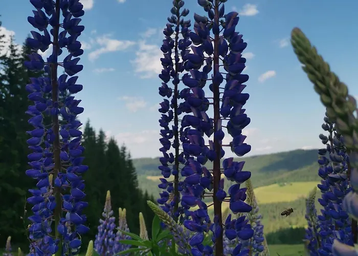 Gaestehaus Hebalm - 900 M2 Familien- & Gruppenhaus Zur Alleinnutzung Guest house